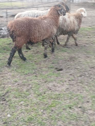 Баран, овца: Продаю | Овца (самка) | Для разведения — 7