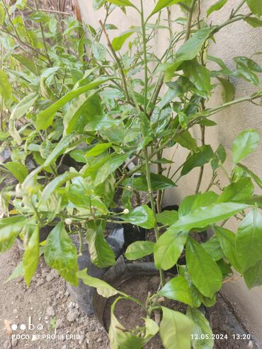 ev bitkiləri: Ağaclar satışı Limon Apersin Mandalin Kinkan Palma fexu isdeyen yazsın