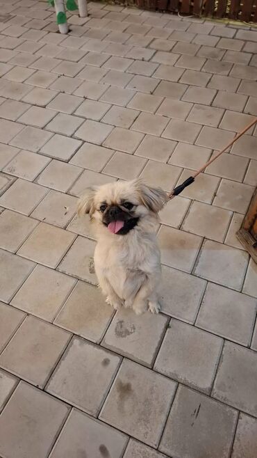 qafqaz itləri: Pekines, 1 ay, Dişi, Peyvəndli, Ödənişli çatdırılma