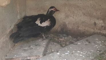 продаю утка: Продаю Индо утки Носит Яйцы 450 сомов в Джалал Абаде В Гор Больнице