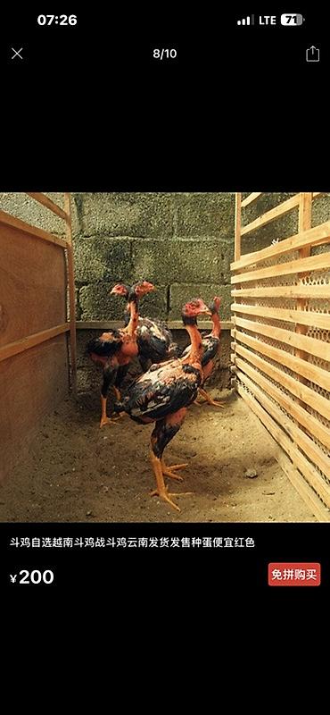 Куры, петухи: Продаю | Куры, Петух, Цыплята | Для разведения — 27