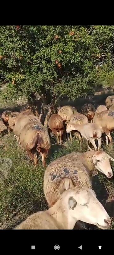 qoyunlar satilir: Dişi, il: 1, Damazlıq, Pulsuz çatdırılma