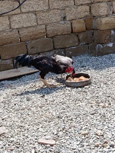 tap az toyuq cuce: Toyuq, Damazlıq, Ünvandan götürmə
