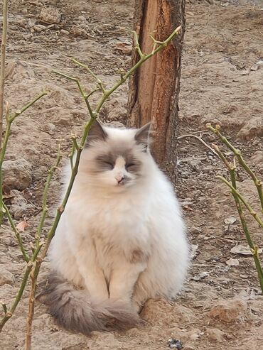 кошка маленкий: 5 айлык, Эркек, Ак