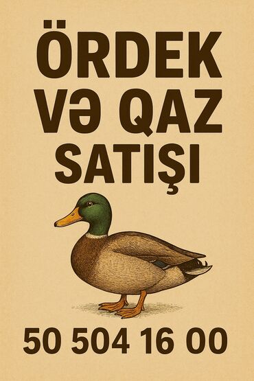 cuce ucun yem qablari: Ördek ve qazların toptan satışı