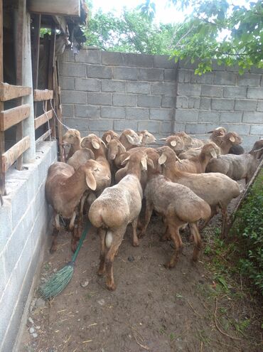 Бараны, овцы: Продаю | Баран (самец) | Гиссарская, Арашан | На забой | Племенные
