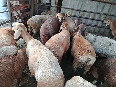 для баран: Продаю | Ягненок — 3