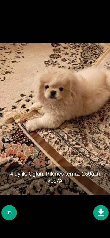 İtlər: 3 ay, Dişi, Peyvəndli — 9