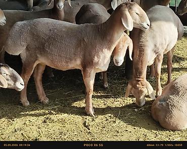 кошка породы мейн кун: Продаю | Овца (самка) | Арашан | Для разведения, Для шерсти — 2