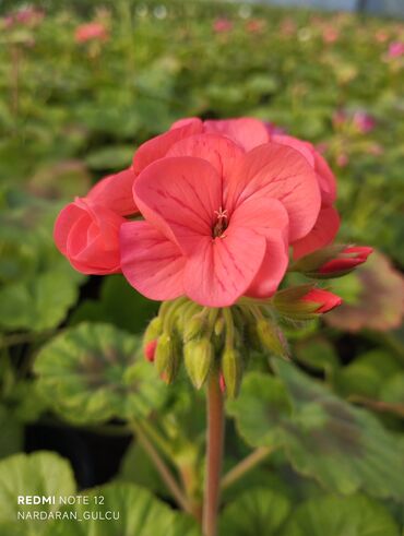 Çöl bitkiləri: Geran-ətirşah güllərinin topdan və pərakəndə satışı — 3