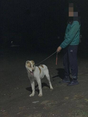 акустические системы vip колонка в виде собак: Алабай, 3 месяца, Самец at lalafo.kg акустические системы vip колонка в виде собак: Алабай, 3 месяца, Самец