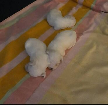 Psi: Na prodaju stenci mesanci maltezera i patuljastog spica sa odlicnom — 10