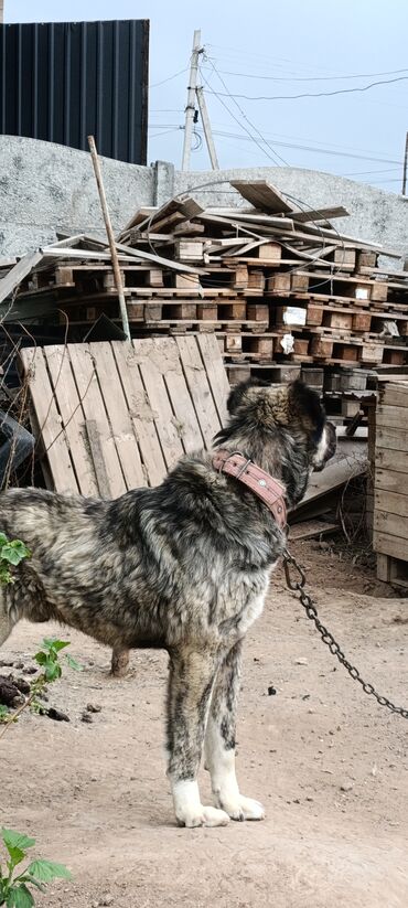 Продажа собак: Алабай, 3 года, Самец, С прививкой