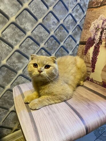 вислоухий котенок сколько стоит: Шотладская вислоухая
