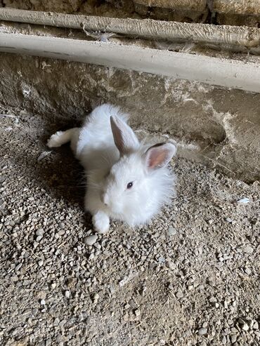 купить дом в баку: Satılır