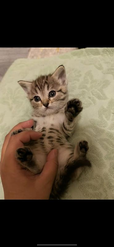 Кошки: Британская короткошёрстная, 1 месяц, Мальчик, Биколор, Метис — 3