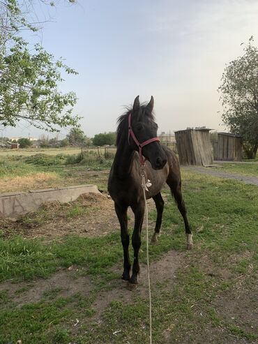 Другие животные: Таза кандуу тай сатылат,1 жаш