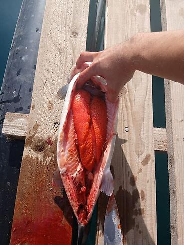 royal fish: Форель радужная Курпсайский Форель премиум качества Форель без — 3