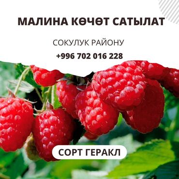саженцы сирени бишкек: Малинанын кочоту сатылыт. Сорту Геракл.Сокулук району,Саз айылы