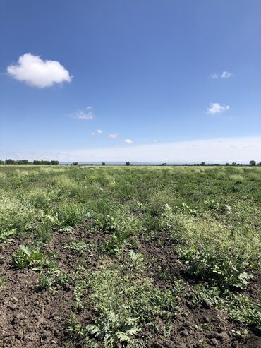 село студенческое: 560 соток, Для сельского хозяйства, Генеральная доверенность, Договор купли-продажи, Тех паспорт