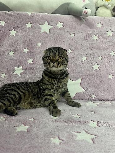 шотландский вислоухий котенок: Шотландские вислоухие котята (Scottish Fold) Два мальчика и две — 5