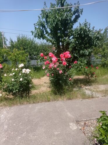 Həyət evləri və villaların satışı: Satış üçün həyət evi Quba 5 sot - Tikinti materialı: daş divarlar — 5