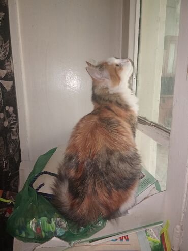 Pişiklər: Şotland uzun tüklü, Yaxşı əllərə, Ünvandan götürmə, Pulsuz çatdırılma, Ödənişli çatdırılma — 7