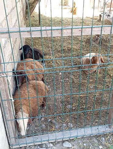 cins buzovların satışı: Sağlam heyvanlardı,3 erkey 1 dişi — 3