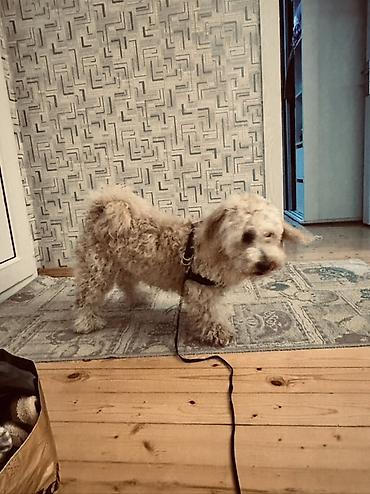 İtlər: Erkek, Ünvandan götürmə — 2