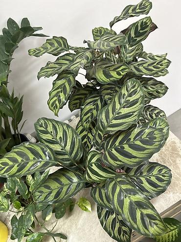 регулятор: Калатея (Calathea makoyana/«Павлиний лист») в горшке - — 1