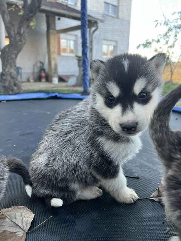 Psi: Sibirsky haski štenci - Leglo prelepih štenaca sibirskog haskija na lalafo.rs — 15 Psi: Sibirsky haski štenci - Leglo prelepih štenaca sibirskog haskija — 15