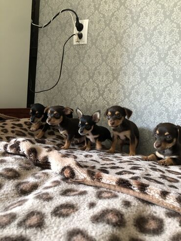 охотник ит: Той-терьер, 1 месяц, Самка