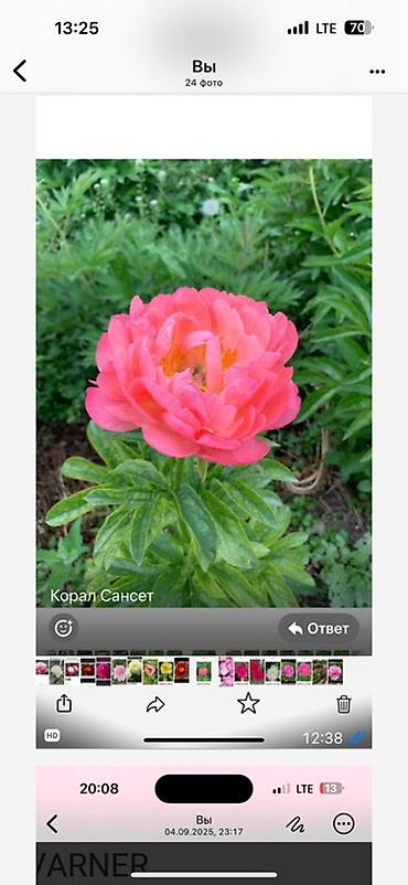 Пион: Пионы травянистые — сортовые делёнки/посадочный материал. - Сорта на — 6