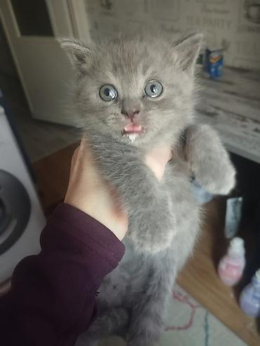 Продажа кошек: Британская короткошёрстная, 1 месяц, Мальчик, Голубой, Метис, Приучена к лотку — 2