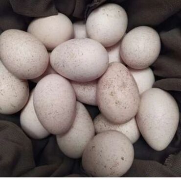 heyvan satışı: Yerli hinduska yumurtasi 2 azn imislide