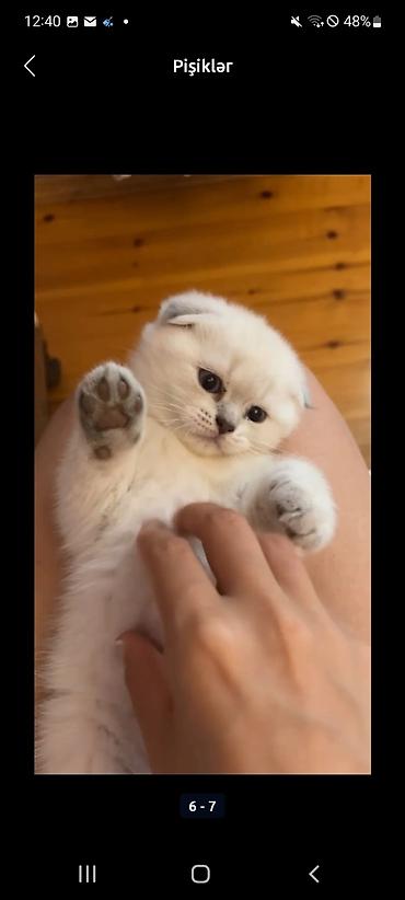 Кошки: Шотландская, Самец, Платная доставка, Самовывоз — 8