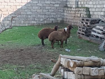 erkek quzular: Quzu, Erkək, ay: 3, Ünvandan götürmə