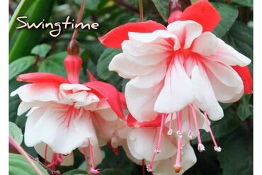 Другие комнатные растения: Продаю Детки!!! (укорененные черенки)сортовых,комнатных фуксий!Цена — 4