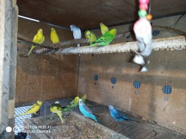 Tutuquşları: Valnisti papuqaylar satilir tutuquşular coxdu renbow var onun qiyməti — 11