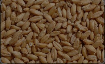 Крупы, мука, сахар: Пшеница 3й класс, клейковина 24-27, влажность 11-12%, натура 760-800