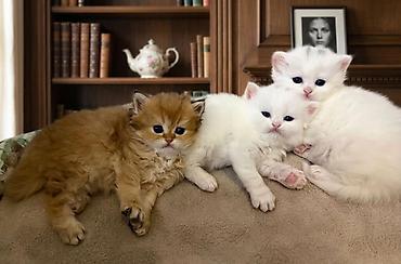 золотая шиншилла цена: 👑 Elite Golden Chinchilla balaları – ağ, qızılı və pələng naxışlı Ev — 10