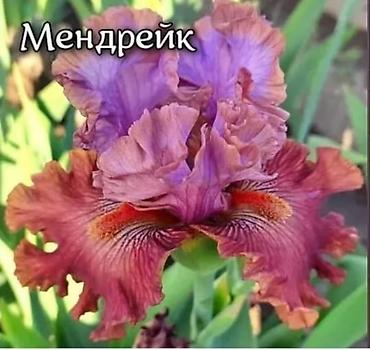 Другие садовые цветы и кустарники: Ирисы бородатые, сортовые в продаже корниделенки по одному вееру🌺 — 31