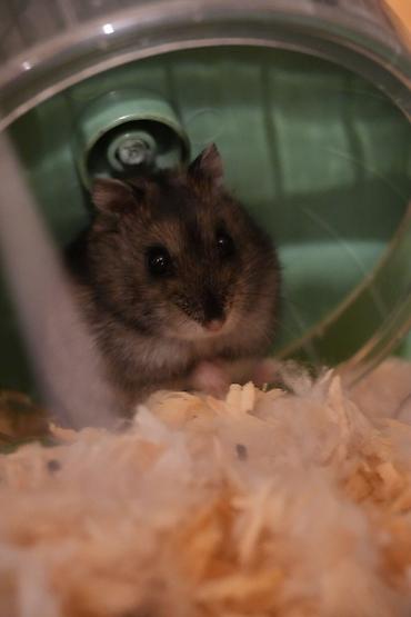 hazir yuva: Cırtdan hamster + qəfəs dəsti - Növ: cırtdan hamster (Djungarian — 3