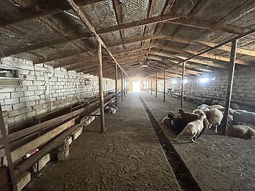 Kommersiya daşınmaz əmlakı: Ferma/Saxlama sahəsi və yardımçı tikililərlə birlikdə həyətyanı ərazi — 5