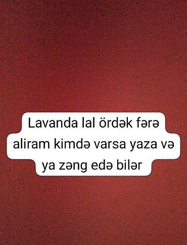 xaski alıram: Lavanda lal ördəklər fərələr alıram — 1