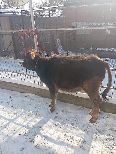 Коровы, быки: Продаю | Тёлка | Полукровка | На откорм | Привязанные — 4