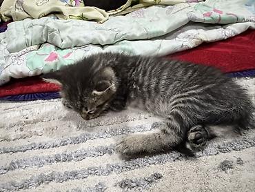 котята коротколапые: Котята, домашнее выращивание. - Окрас: два короткошёрстных тигровых — 4