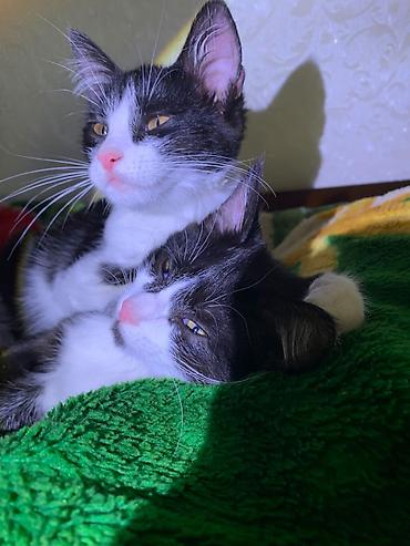 кошки сиамская: Кошка даром: Беспородная, 4 месяца, Девочка, Приучена к лотку — 8