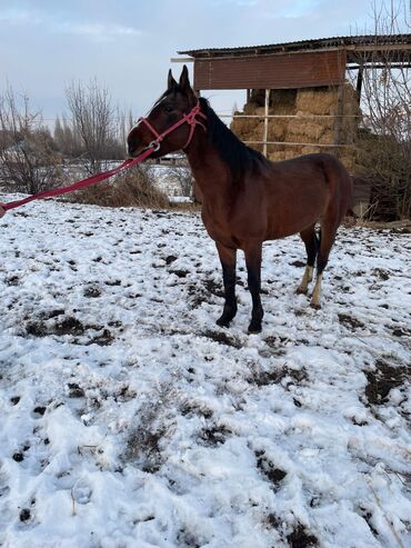 Лошади, кони: Продаю | Жеребец | Рабочий — 2