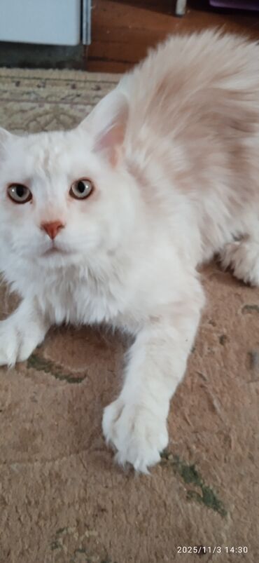 рюкзак для кошки: Мейн-кун, 9 месяцев, Мальчик, Приучена к лотку, Проглистована, С документами at lalafo.kg рюкзак для кошки: Мейн-кун, 9 месяцев, Мальчик, Приучена к лотку, Проглистована, С документами